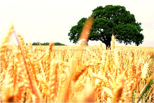 夢見接朋友電話是不是好的徵兆呢_周公解夢官網