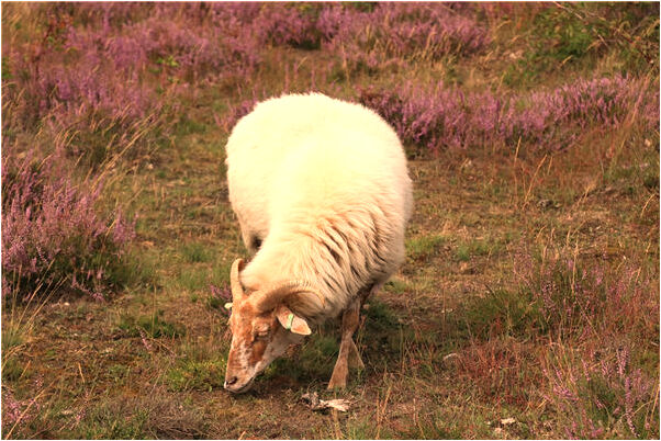 夢到了想救前夫很著急有什麼意思_周公解夢官網