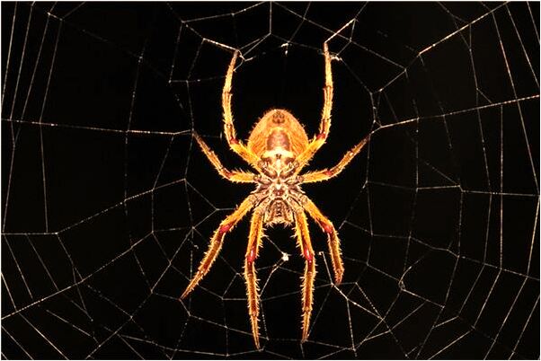 夢見原領導調戲親人有什麼意思_周公解夢官網