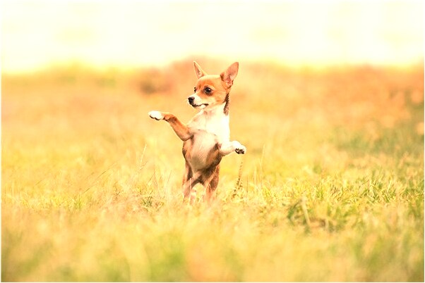 夢到我和兩女人沒穿衣服有什麼預示嗎_周公解夢官網