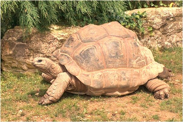 夢見親戚建木樓房下大雨有什麼預兆_周公解夢官網