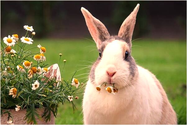 夢到我和男朋友都被捅了兩刀會怎么樣_周公解夢官網