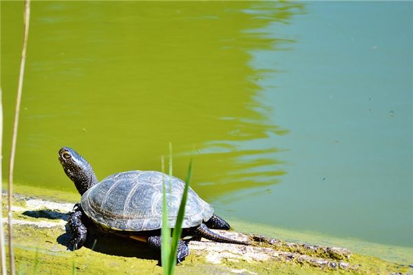 夢到了撿到甲魚是好事還是壞事_周公解夢