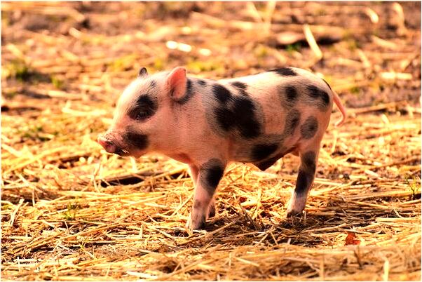 夢到參加跑步得了第一名是好事還是壞事_周公解夢官網