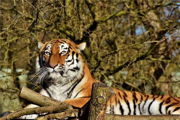 屬虎男對女人打扮要求_十二生肖
