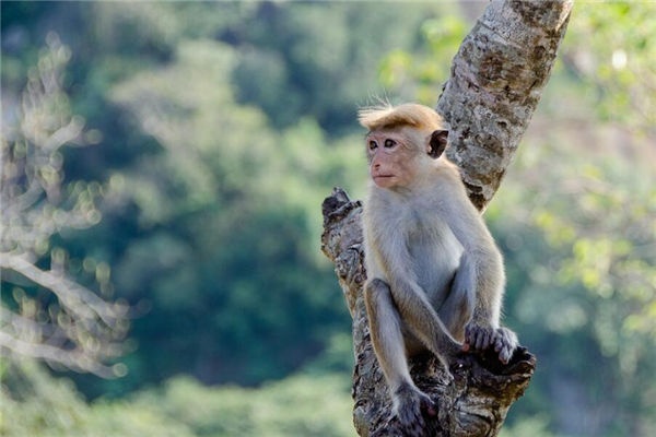 屬猴2022年運勢及運程_十二生肖