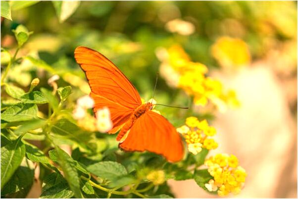 夢到了好多小老虎預示著什麼_周公解夢官網