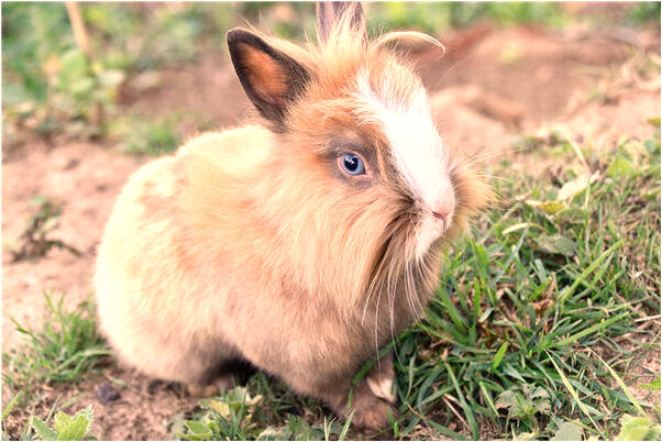 夢到打怪胎心疼怎么樣_周公解夢官網