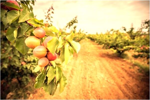 夢見懷孕花但是沒有摘有什麼寓意嗎？_周公解夢官網