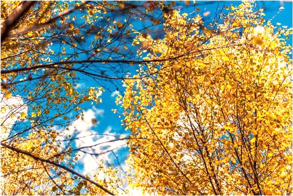 夢到了踩死七星瓢蟲預示什麼_周公解夢官網