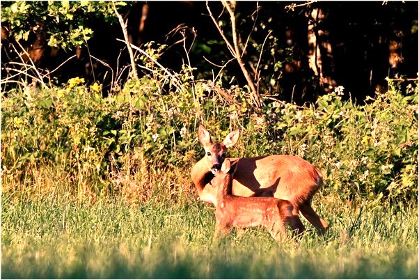 夢到錢掉的滿地都是的預兆_周公解夢官網