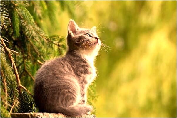 夢見自己在管人有什麼寓意嗎_周公解夢官網