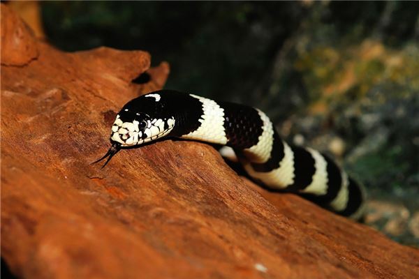 2013蛇女的性格_十二生肖