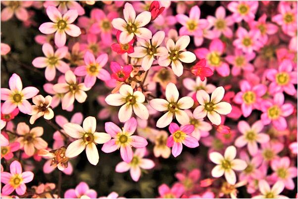 夢見男朋友穿著短褲是咋回事_周公解夢官網