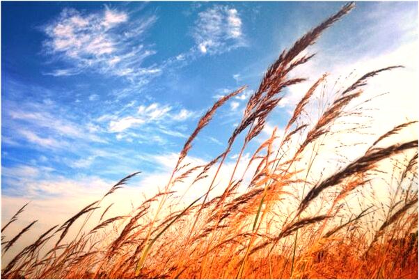 夢見與人相約去超市買東西怎么回事_周公解夢官網