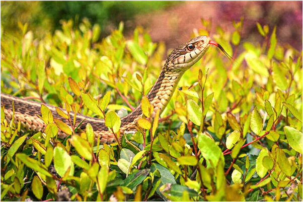 夢到了與外甥女性接觸預示什麼_周公解夢官網