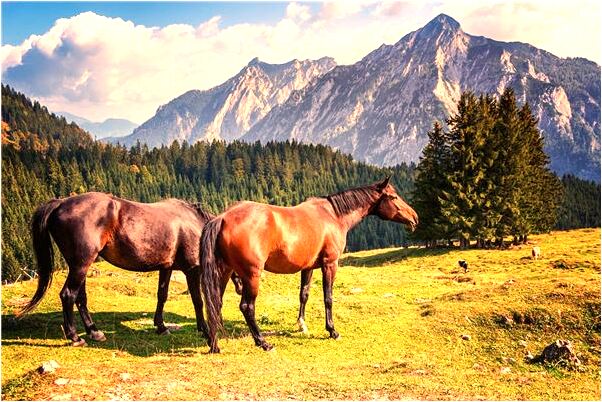 夢到自己要定親是啥預兆_周公解夢官網