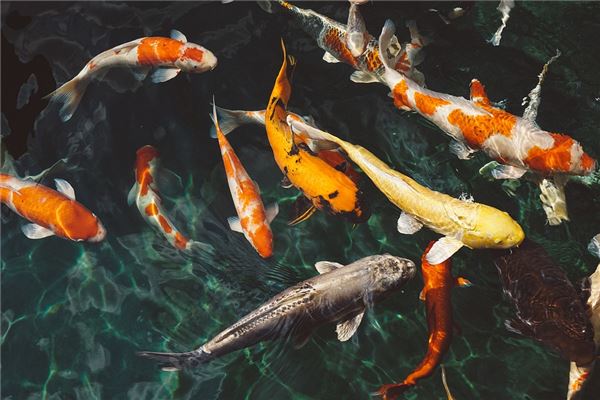 夢到了魚塘好多魚什麼寓意_周公解夢