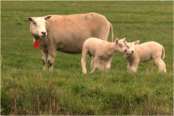 夢見魚是兄弟被我殘害是啥預兆_周公解夢官網