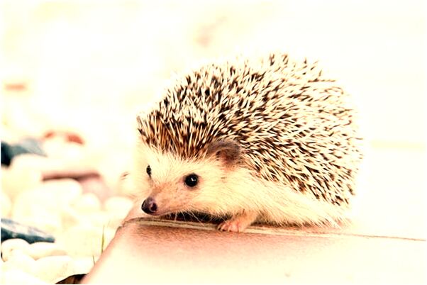 夢到了從高處摔下了是吉兆嗎?_周公解夢官網