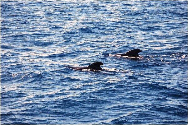 夢到了被有婦之夫保護是什麼意思？_周公解夢官網