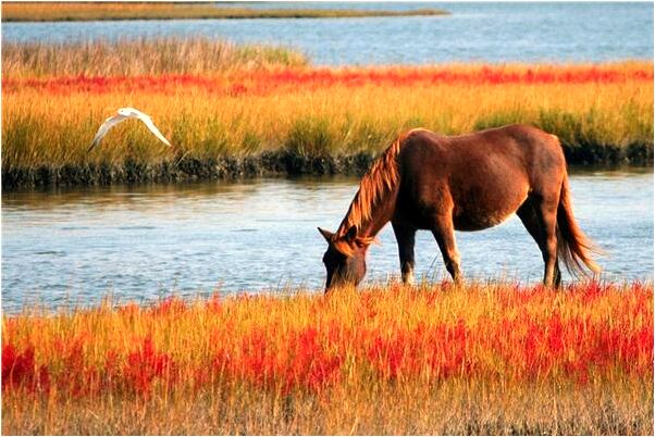 夢見美女蛇接吻有什麼意思嗎_周公解夢官網