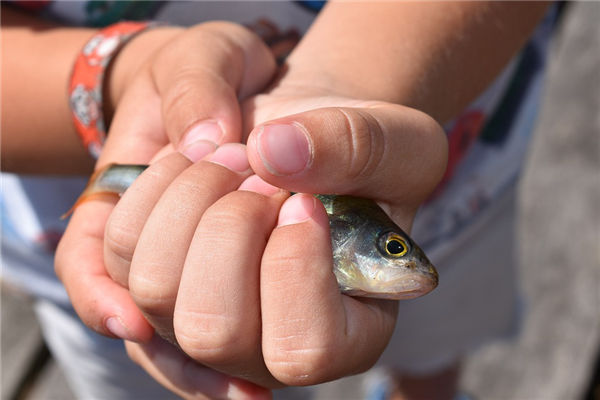 做夢抓魚_周公解夢