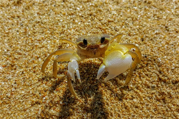 夢見螃蟹夾手什麼意思_周公解夢