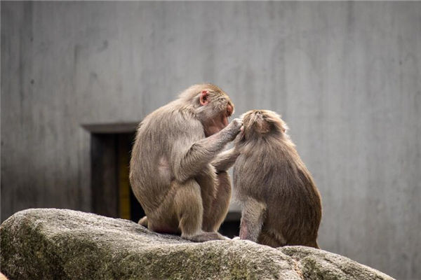 夢見猴子是什麼意思_周公解夢