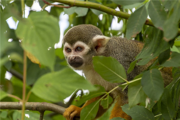 屬相猴的人二一年運勢性格怎樣_十二生肖