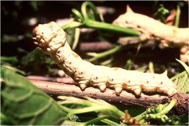 夢到了自己的衣服褲子破了預示什麼_周公解夢官網