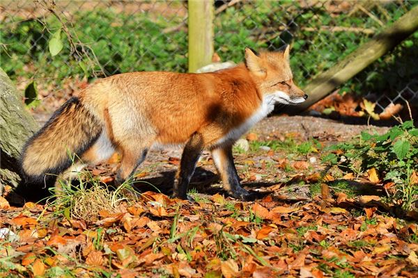 夢見紅色狐狸_周公解夢