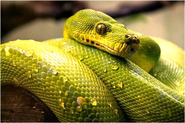 夢見四個白髮老人有什麼預示嗎_周公解夢官網