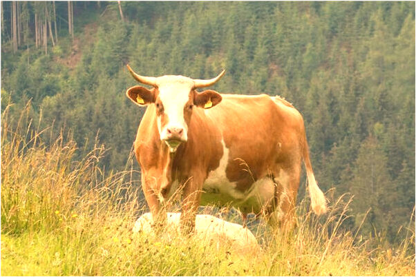 夢到了上錯車有什麼預示嗎_周公解夢官網
