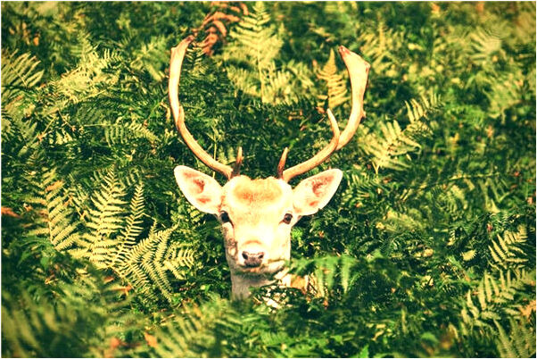 夢見與前女同事對我暖昧有什麼預示嗎_周公解夢官網