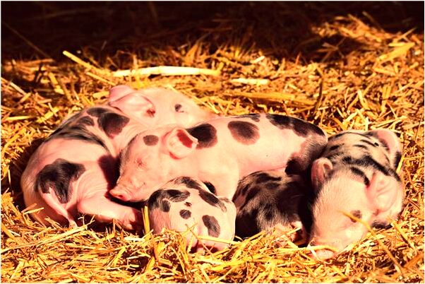 夢到了與死去的男朋友做愛代表著什麼_周公解夢官網