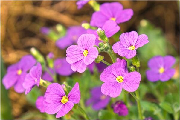 夢到爺爺又死了代表著什麼？_周公解夢官網