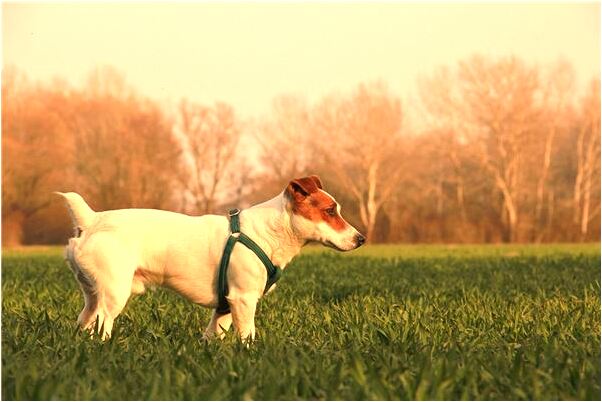 夢到了雷擊之後會有什麼預兆_周公解夢官網