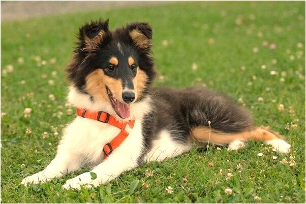 夢到兒子手被到弄傷了有什麼寓意嗎_周公解夢官網