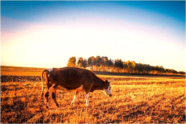 夢到了朋友的手臂斷了是什麼預兆_周公解夢官網