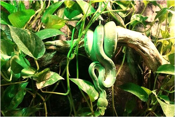 夢到了鋸樹樹倒是什麼意思_周公解夢官網