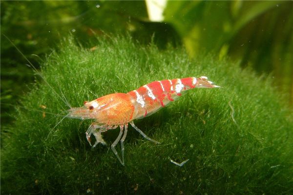 夢見小蝦_周公解夢