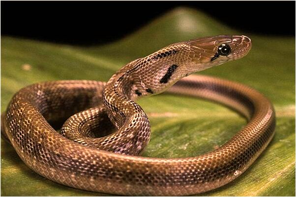 夢到很多死鳥代表著什麼_周公解夢官網