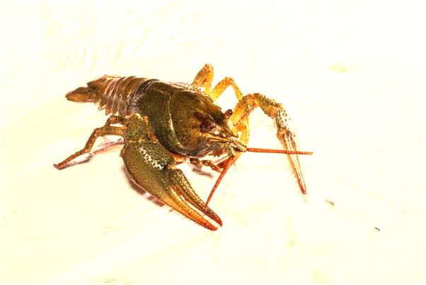 夢見窗戶被破壞了是什麼兆頭_周公解夢官網