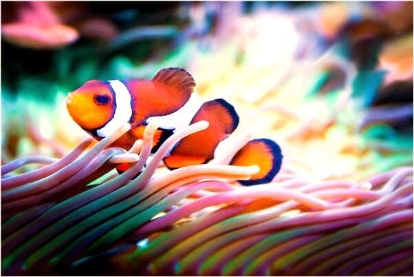 夢到了滿園梅豆花怎么回事_周公解夢官網