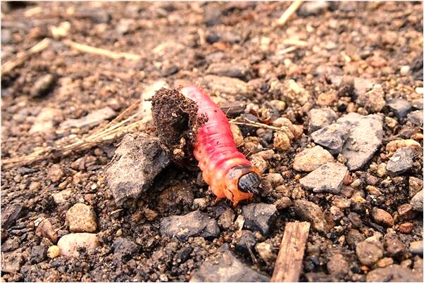 夢見從院牆上跳下來是啥預兆_周公解夢官網