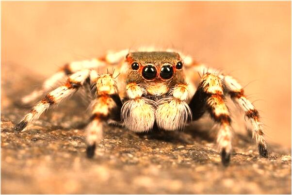 夢到了跟兩個小女孩玩旁邊有貓代表什麼_周公解夢官網