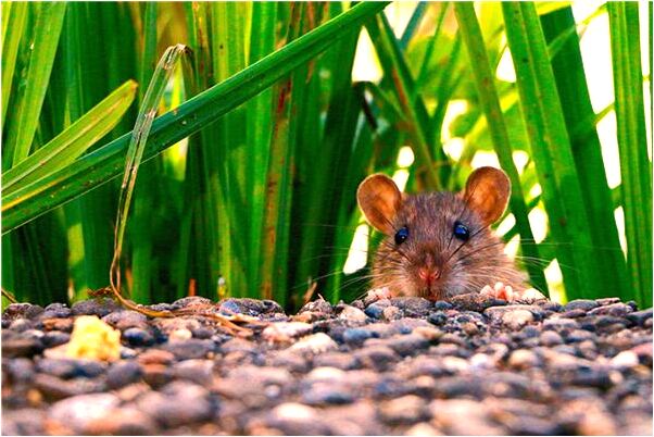 夢見像龍游泳有什麼意思嗎_周公解夢官網