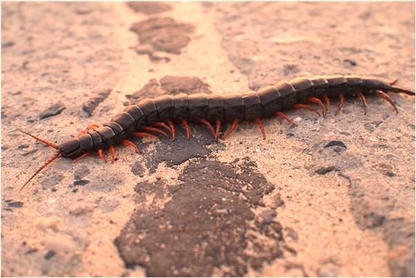 夢到屄的美圖代表著什麼？_周公解夢官網