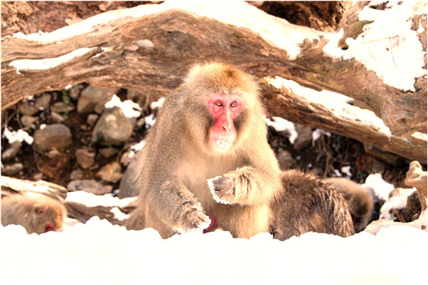 夢見婆婆哭了會是什麼預兆_周公解夢官網